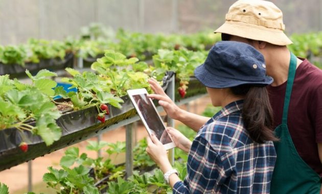 Ide dan Peluang Bisnis Pertanian Urban